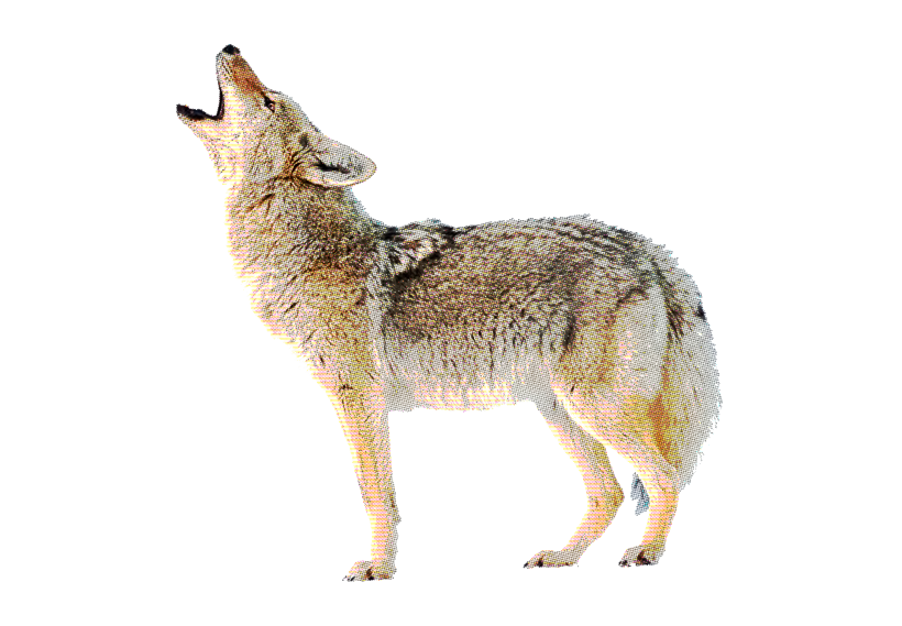 yote